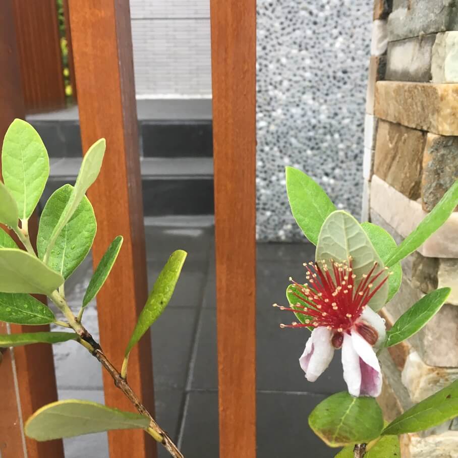 フェイジョアの花