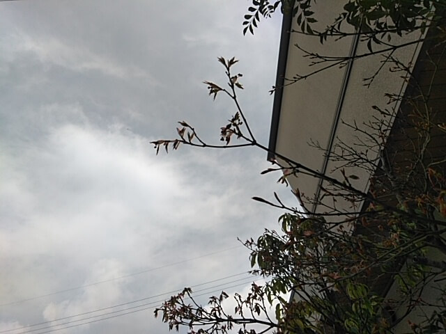 春の訪れbyモデル棟