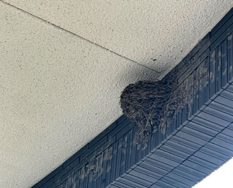 燕が帰りました