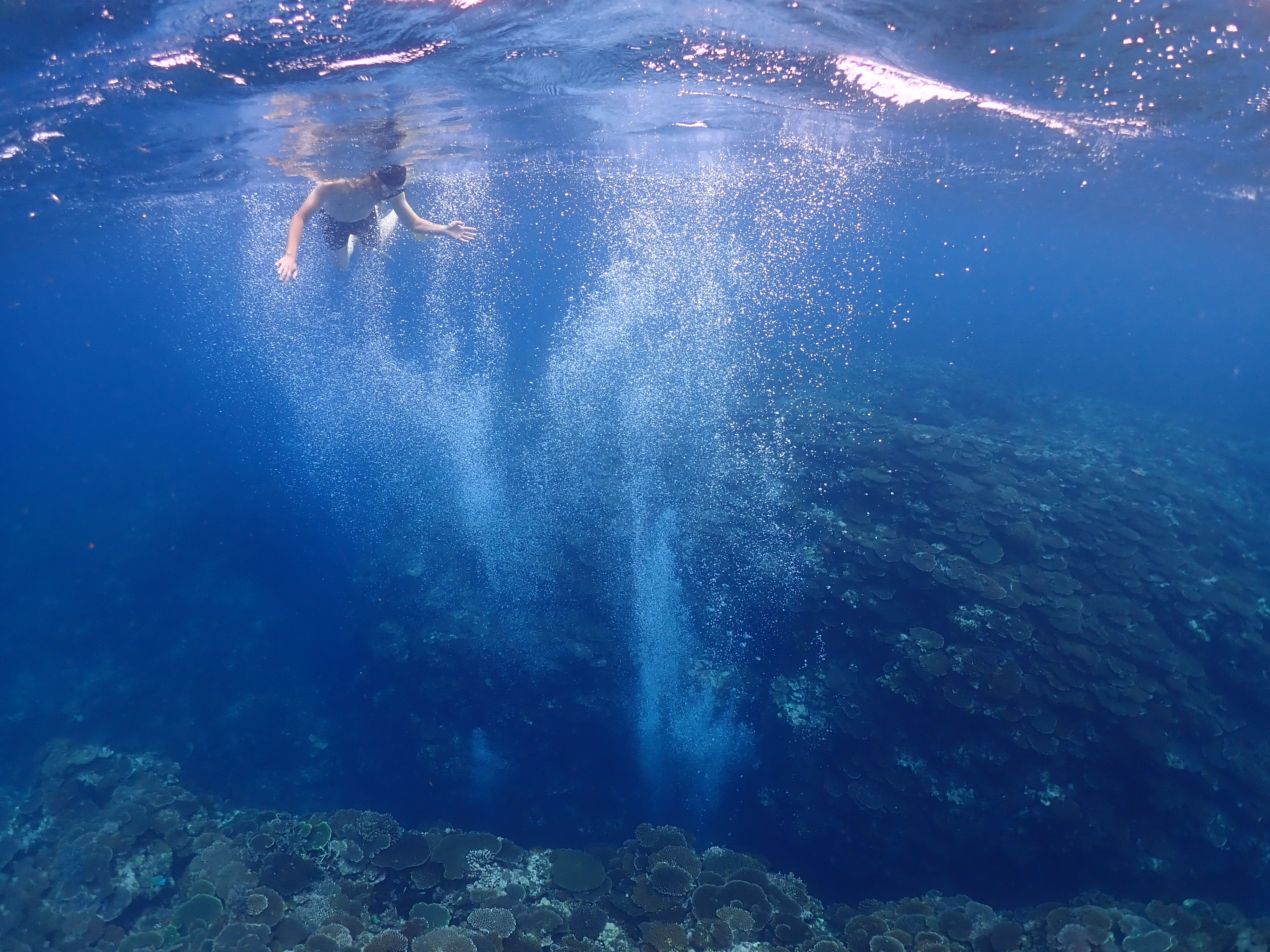 石垣島に行きました！！