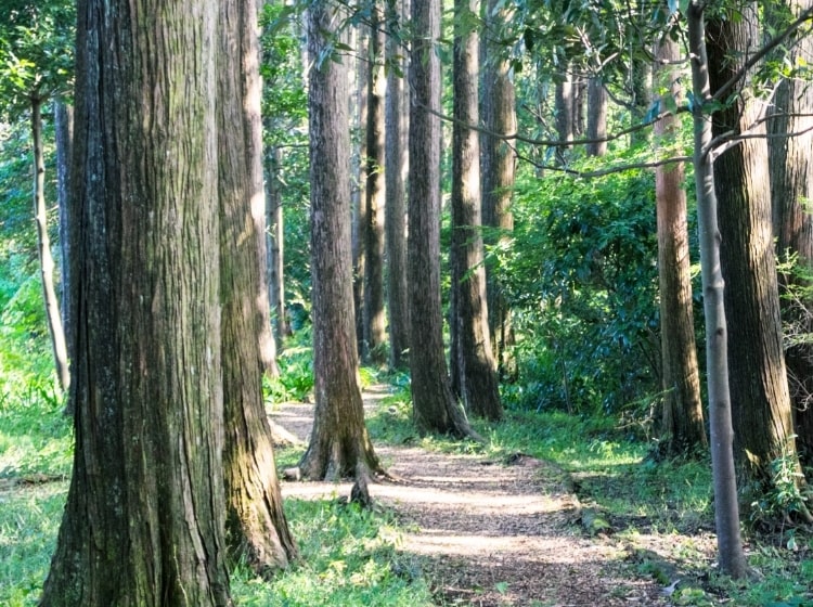 創業70年育んできた木へのこだわり、三河への想い
